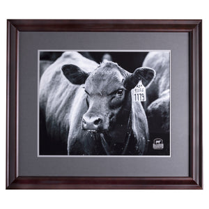 Black Angus Cherry Wood Framed Print